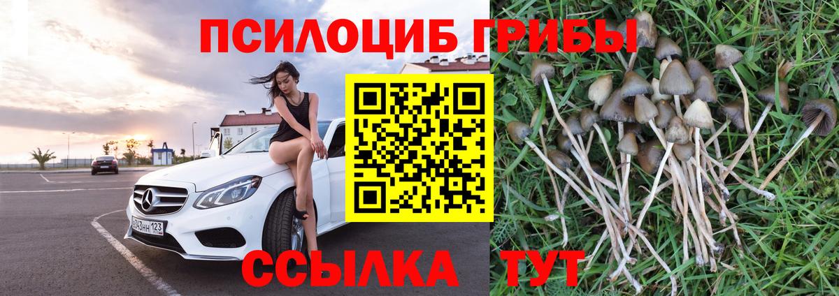 Тимашёвск  Галлюциногенные грибы прущие грибы  Вход с VPN 